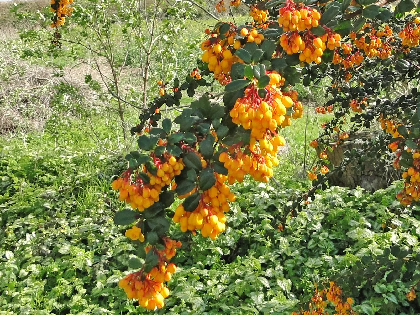 Darwin's Barberry (Berberis Darwinii) — including bees and butterflies