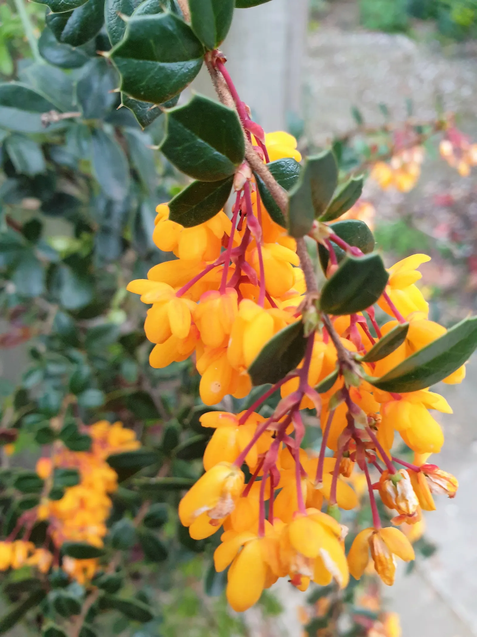 Darwin's Barberry (Berberis Darwinii) — which provides excellent privacy; including bees and butterflies