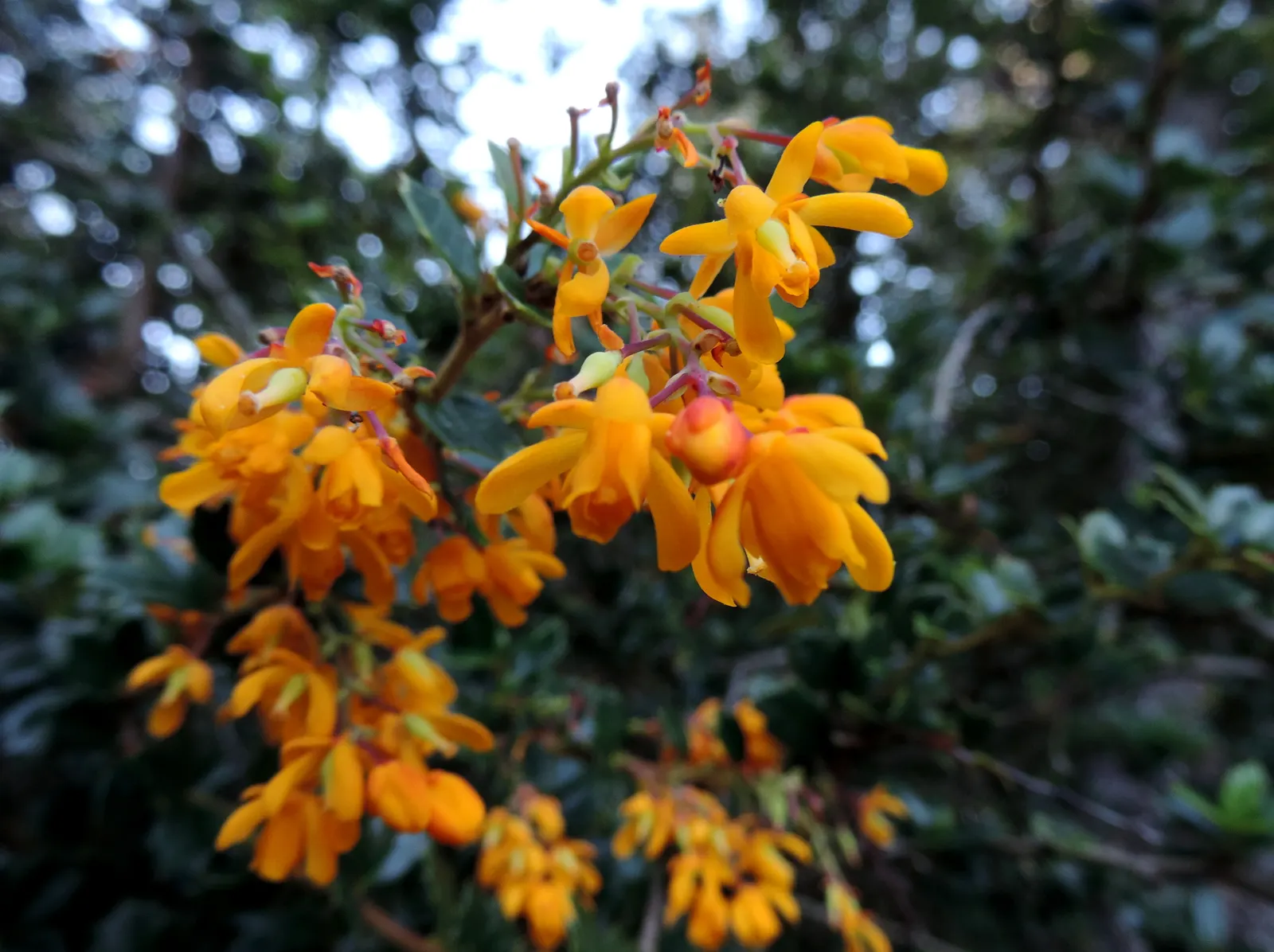 Darwin's Barberry (Berberis Darwinii) — orange flowers in the garden