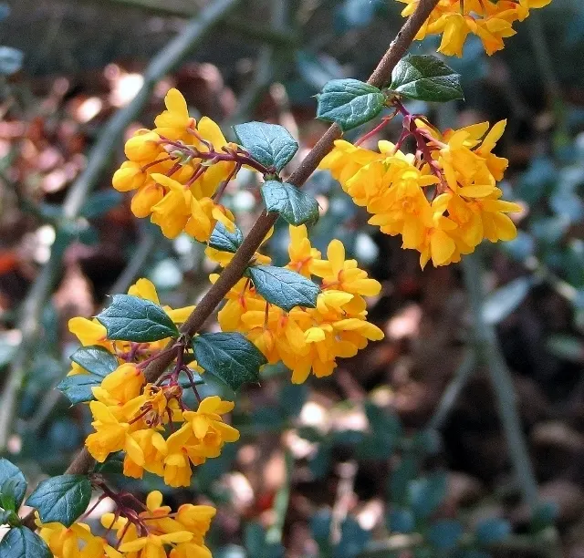 Darwin's Barberry (Berberis Darwinii) — This evergreen shrub originates from Chile and Argentina and is hardy in USDA zones 7 through 9