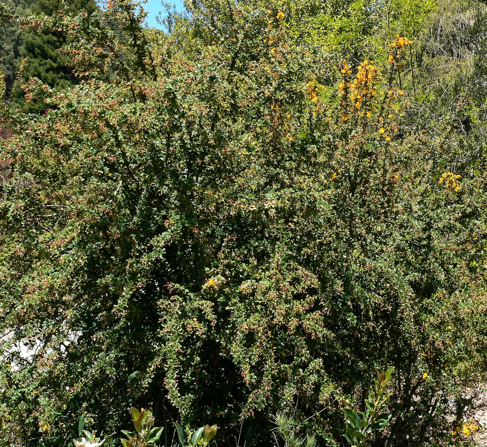 Darwin's Barberry (Berberis Darwinii) — Thriving in USDA zones 7-9, it requires well-drained soil and full to partial sun exposure; darwin's Barberry (Berberis