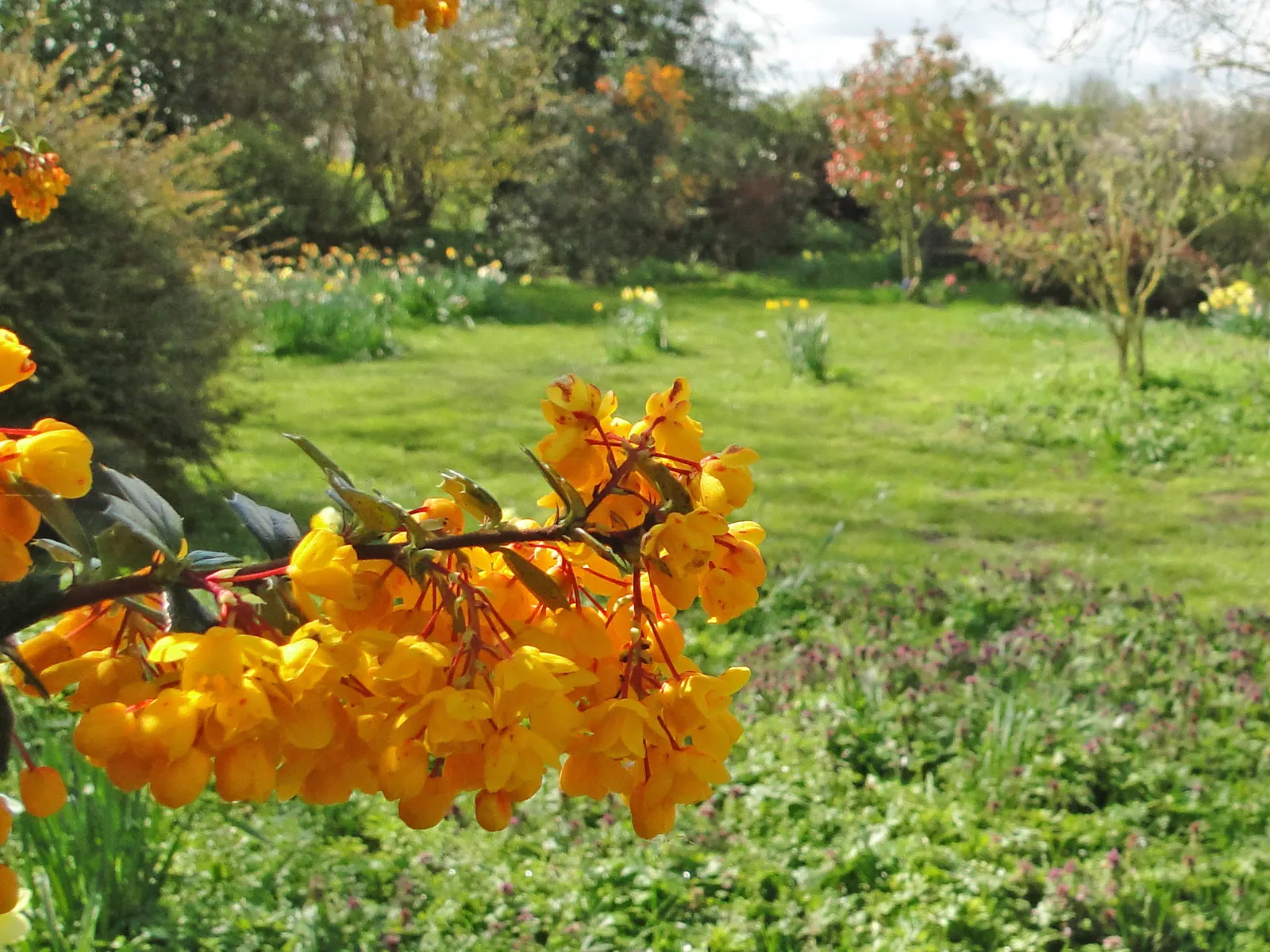 Darwin's Barberry (Berberis Darwinii) — In spring, vibrant orange-yellow flowers bloom in profusion, creating a striking contrast against the foliage