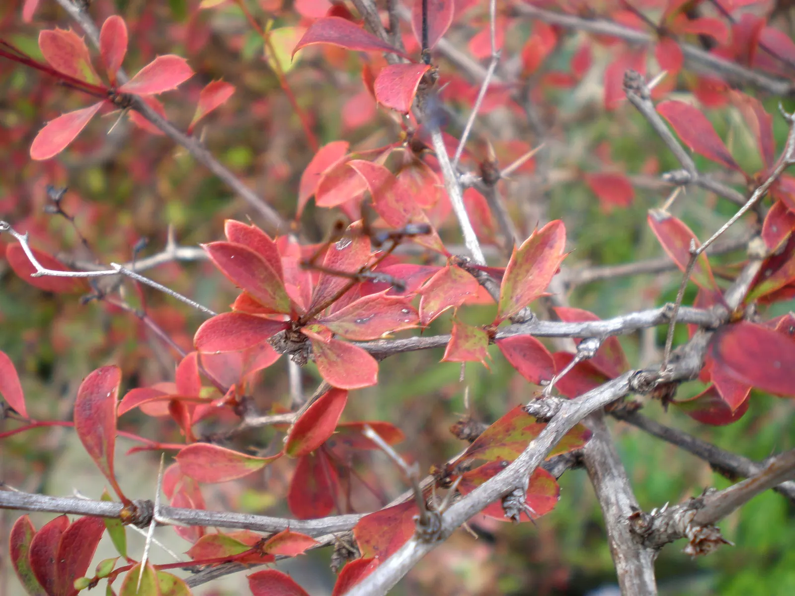 Darwin's Barberry (Berberis Darwinii) — It matures to 5-10 feet tall, with a similar spread; the Darwin's Barberry thrives in full sun to partial, image 51