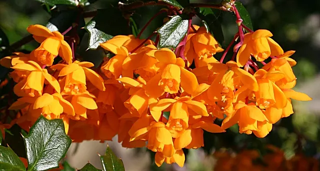 Darwin's Barberry (Berberis Darwinii) — the Berberis darwinii sports a dense