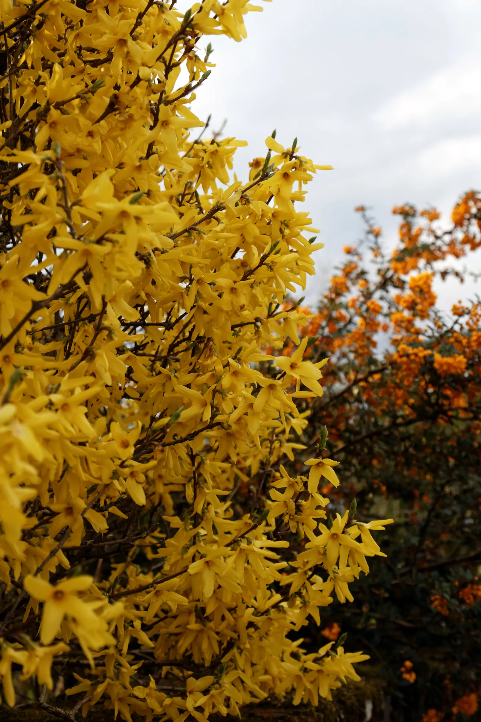 Darwin's Barberry (Berberis Darwinii) — It matures to 5-10 feet tall, with a similar spread; the Darwin's Barberry thrives in full sun to partial shade and