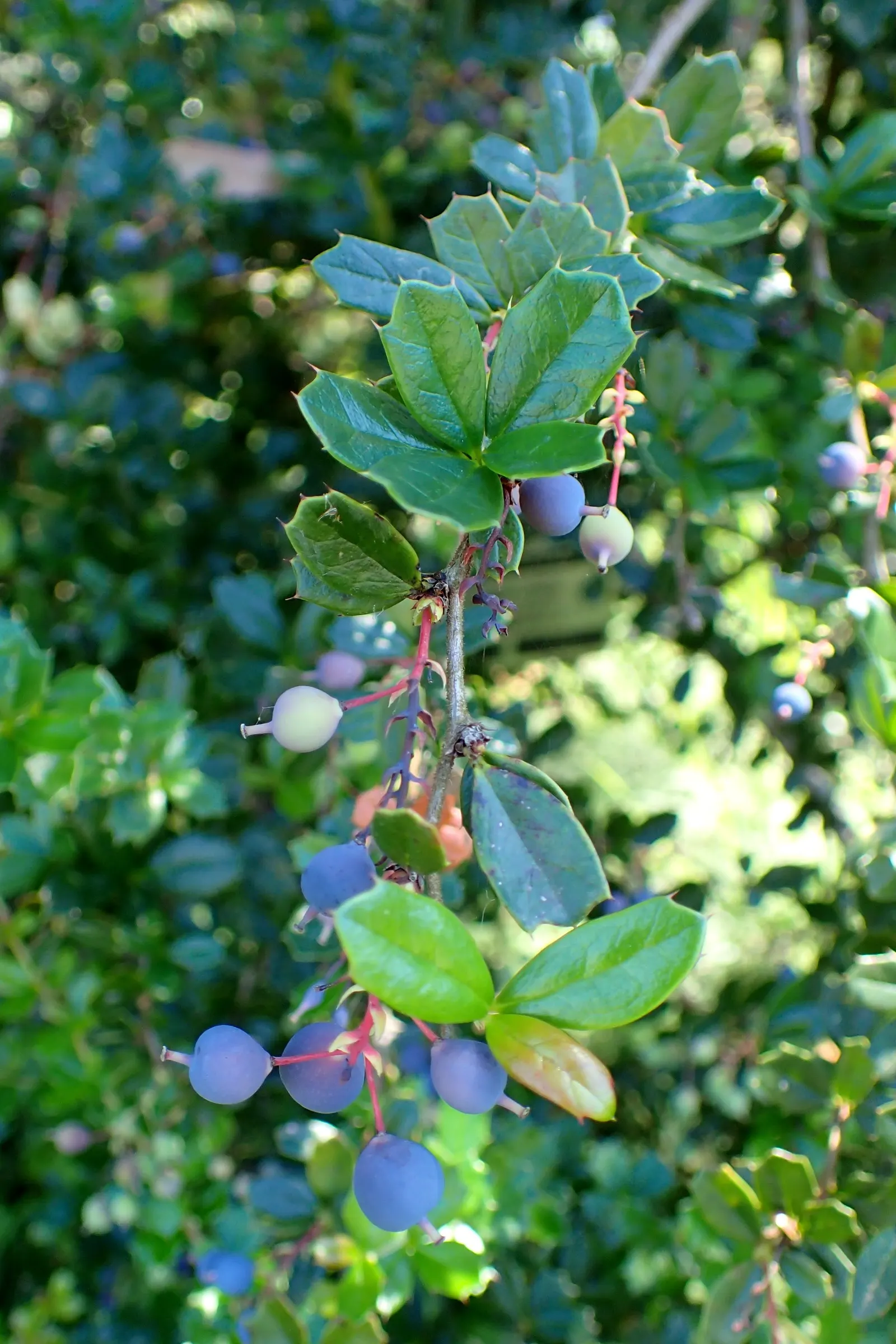 Darwin's Barberry (Berberis Darwinii) — the Darwin's Barberry thrives in full sun to partial shade and prefers well-drained soils