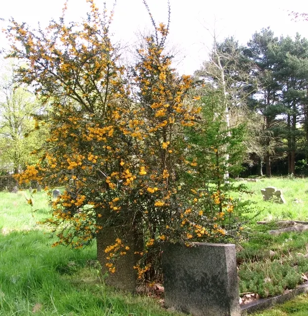 Darwin's Barberry (Berberis Darwinii) — It matures to 5-10 feet tall, with a similar spread