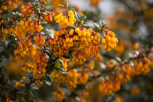 Darwin's Barberry (Berberis Darwinii) — it's an excellent choice for hedging or as a focal plant