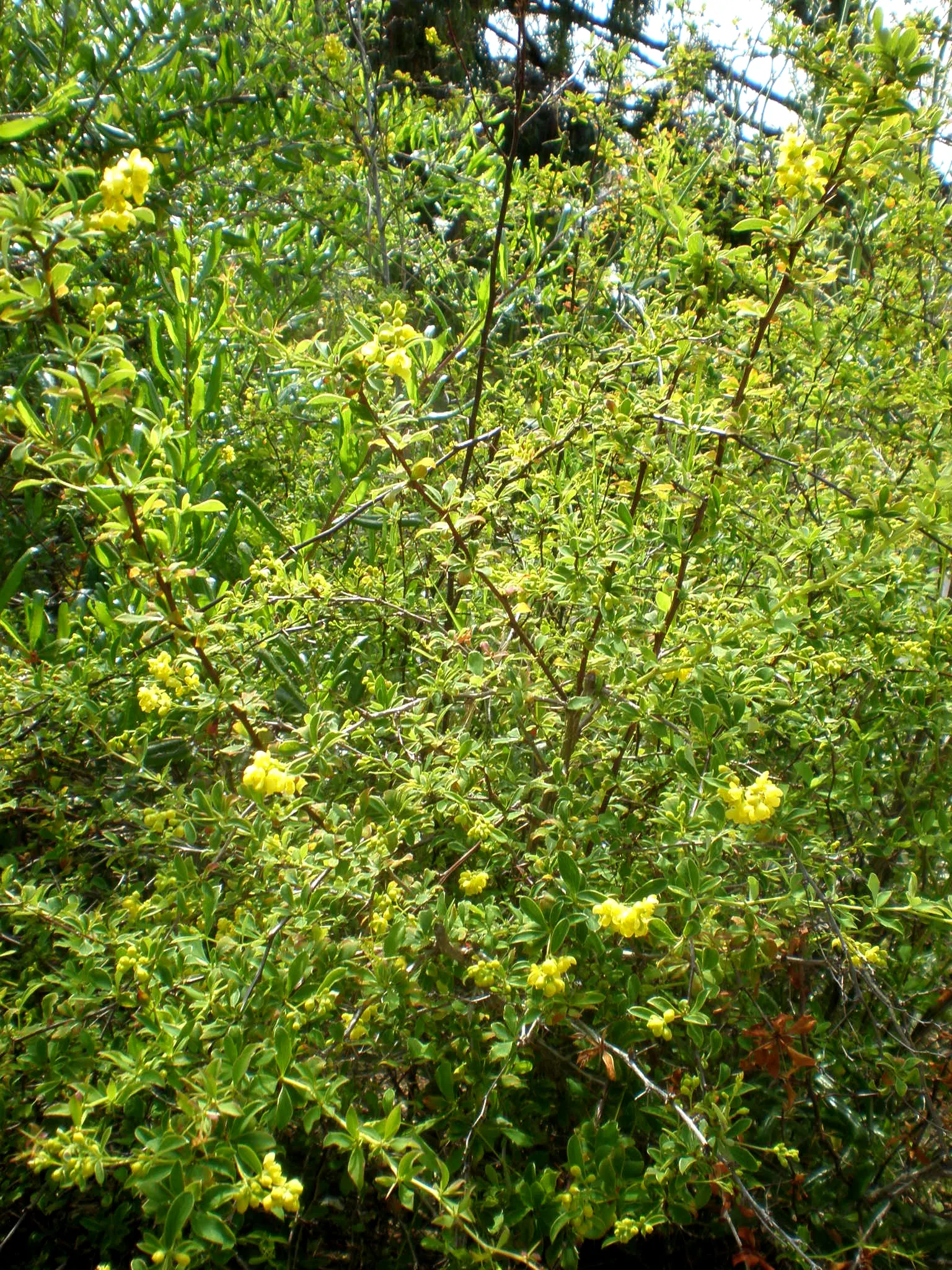 Darwin's Barberry (Berberis Darwinii) — It's tolerant of air pollution and can adjust to various soil types; holly-like dark green leaves
