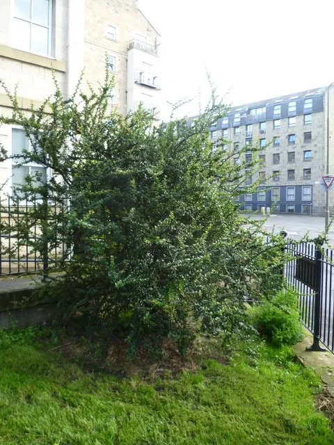 Darwin's Barberry (Berberis Darwinii) — attracting birds and pollinators; orange flowers in the garden, image 55