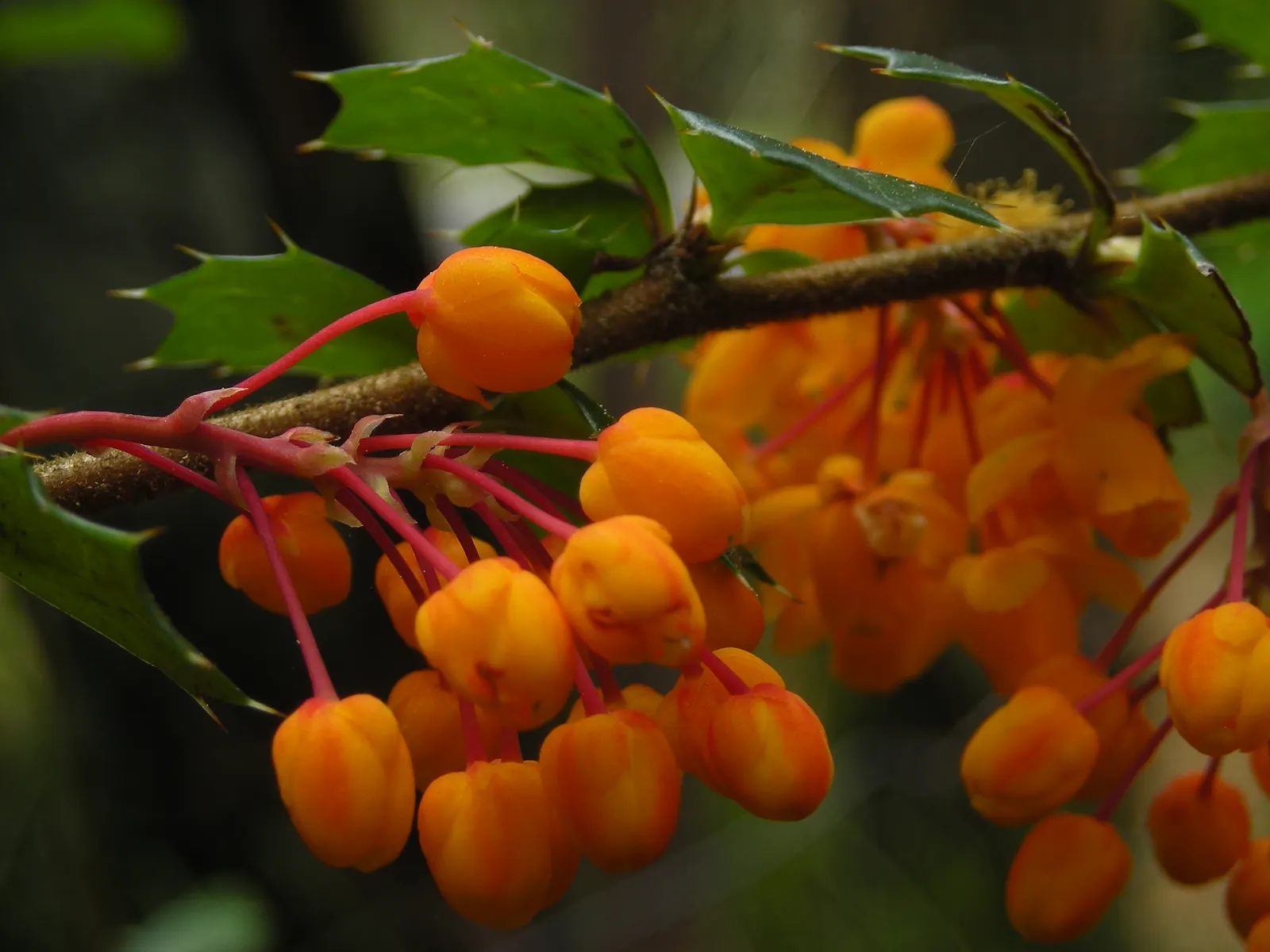 Darwin's Barberry (Berberis Darwinii) — Darwin's Barberry (Berberis darwinii) is a vibrant evergreen shrub