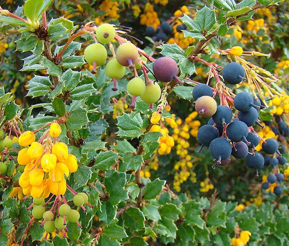 Darwin's Barberry (Berberis Darwinii) — It's tolerant of air pollution and can adjust to various soil types