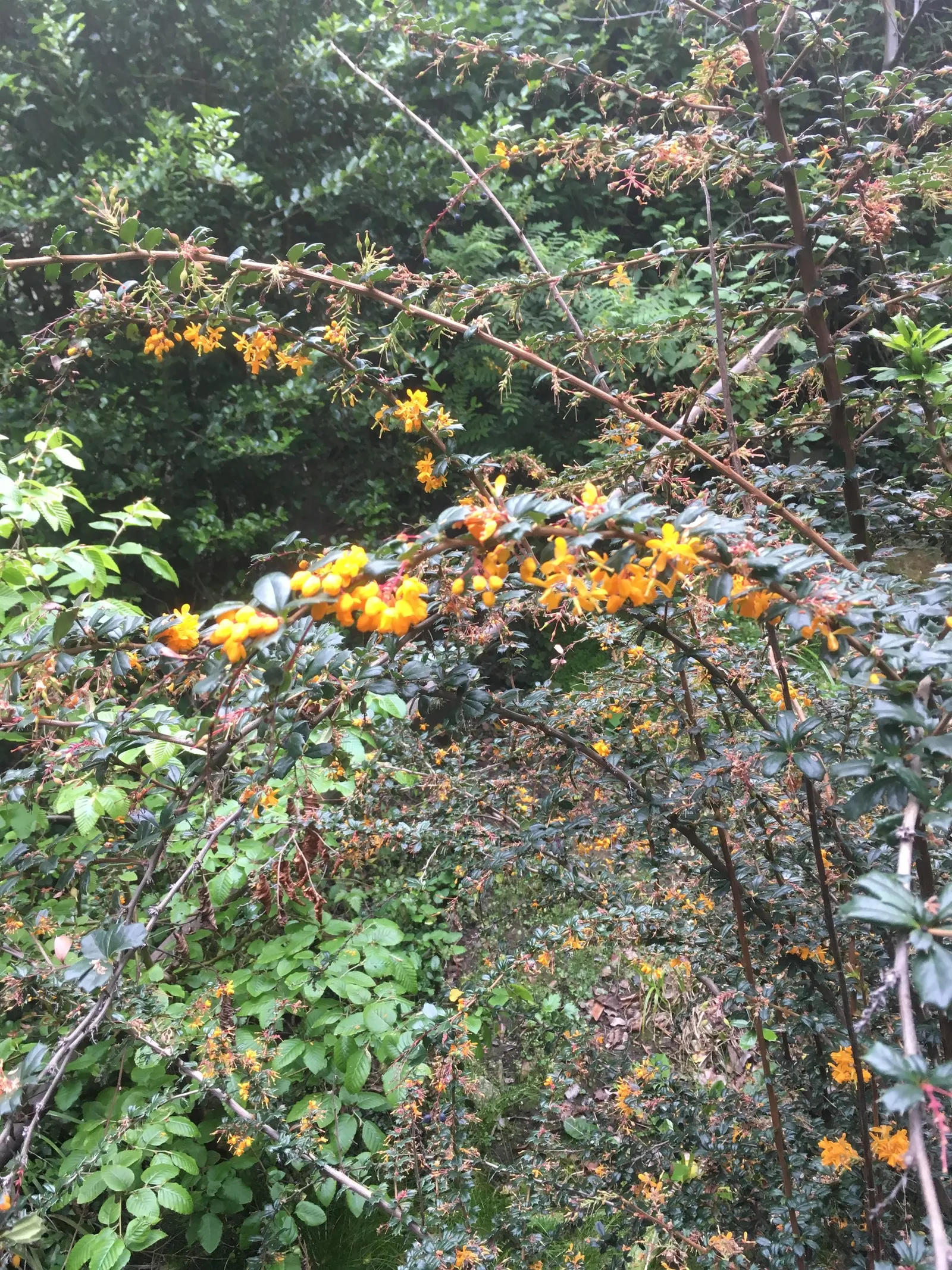 Darwin's Barberry (Berberis Darwinii) — notable for its holly-like leaves and profusion of orange-yellow flowers in spring