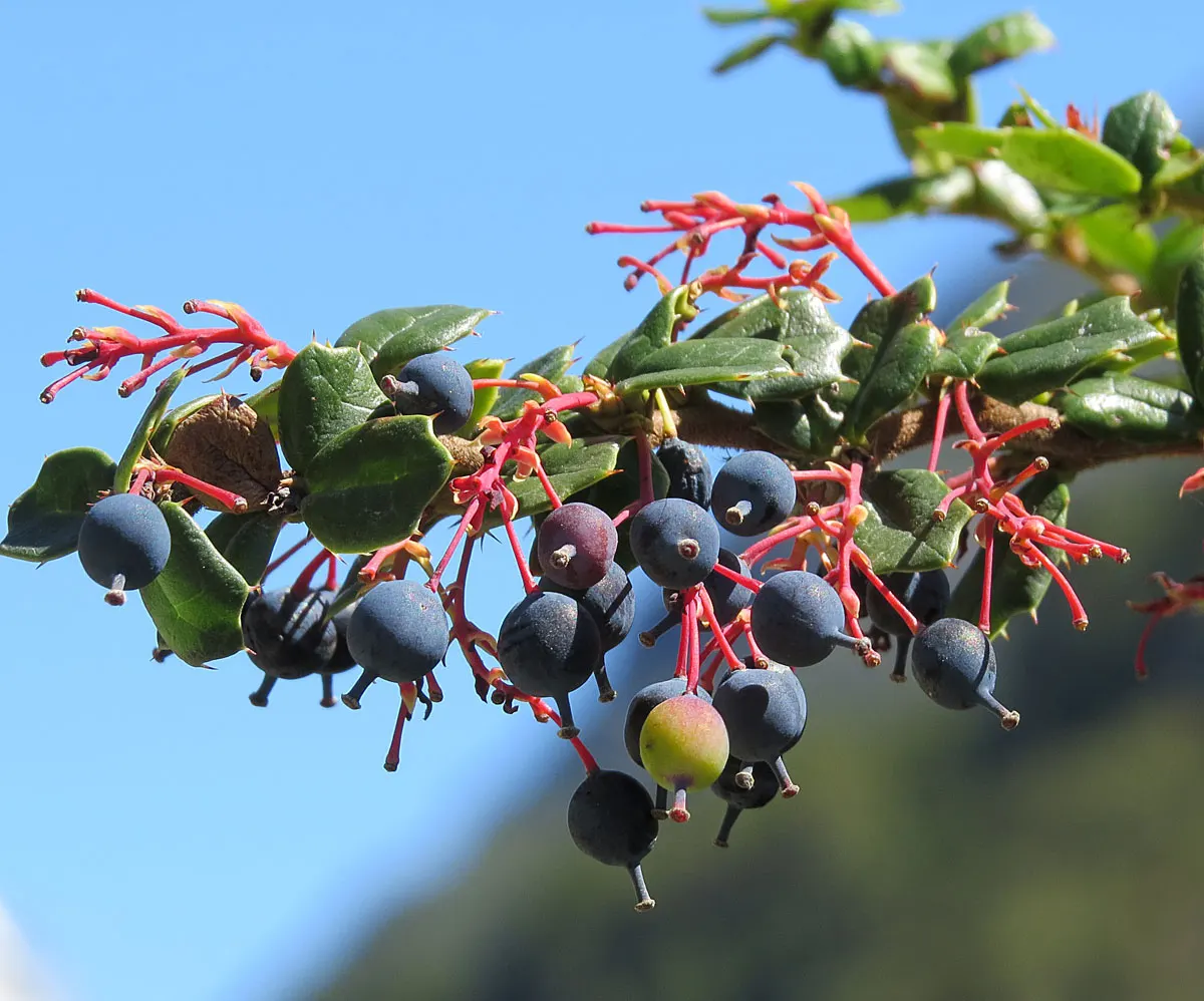 Darwin's Barberry (Berberis Darwinii) — Prized for its foliage and barrier properties