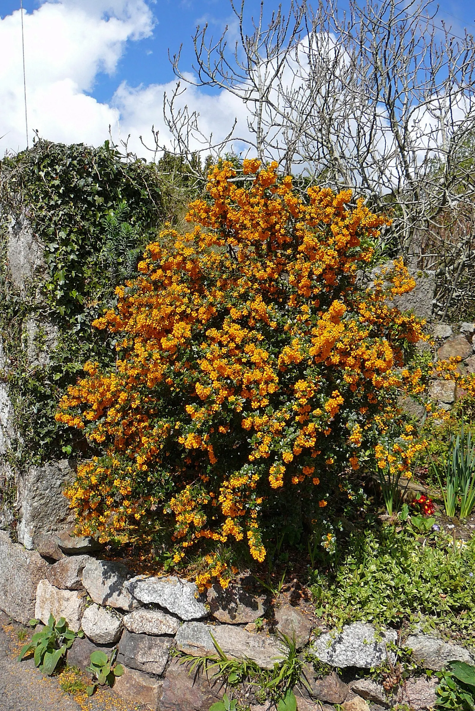 Darwin's Barberry (Berberis Darwinii) — Darwin's Barberry (Berberis darwinii) is a vibrant evergreen shrub; thriving in USDA zones 7-9, it requires