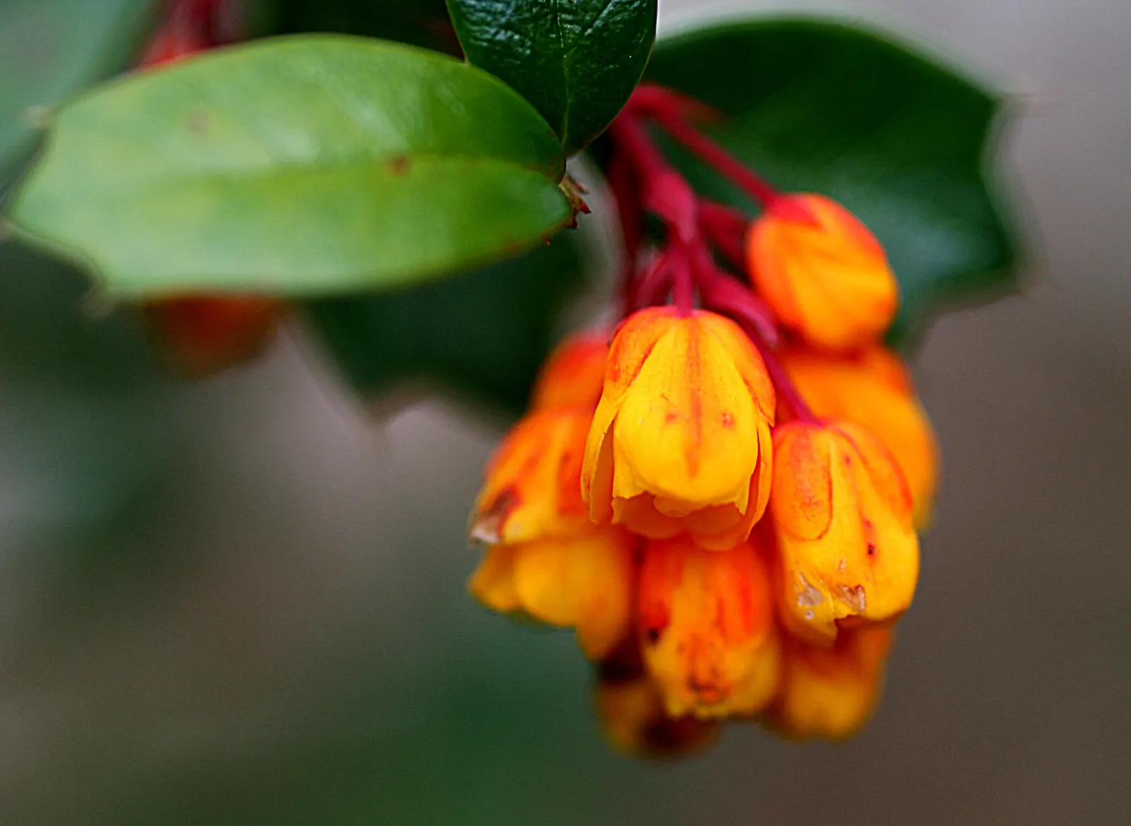 Darwin's Barberry (Berberis Darwinii) — holly-like dark green leaves