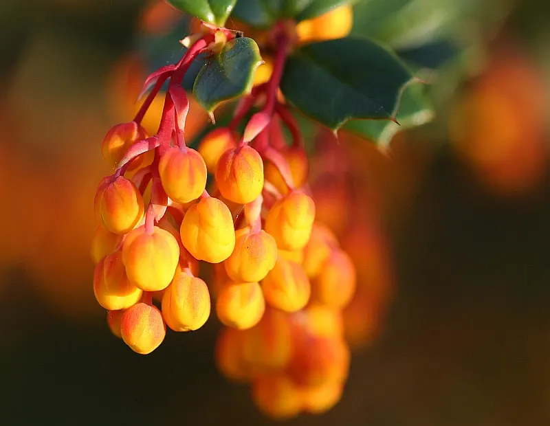 Darwin's Barberry (Berberis Darwinii) — Offering year-round interest and requiring minimal care; when establishing in a design, ensure a spacing of roughly 4