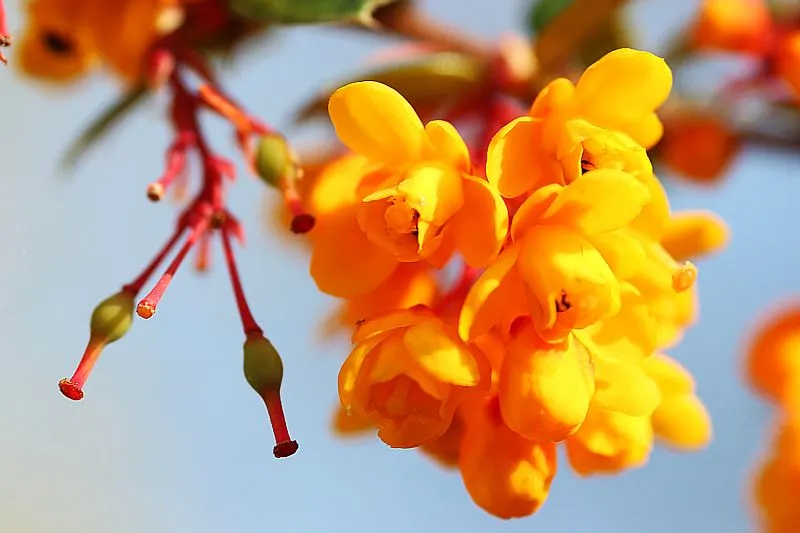 Darwin's Barberry (Berberis Darwinii) — Berberis darwinii works exceptionally well as a hedge or specimen plant due to its thick foliage; it's an excellent