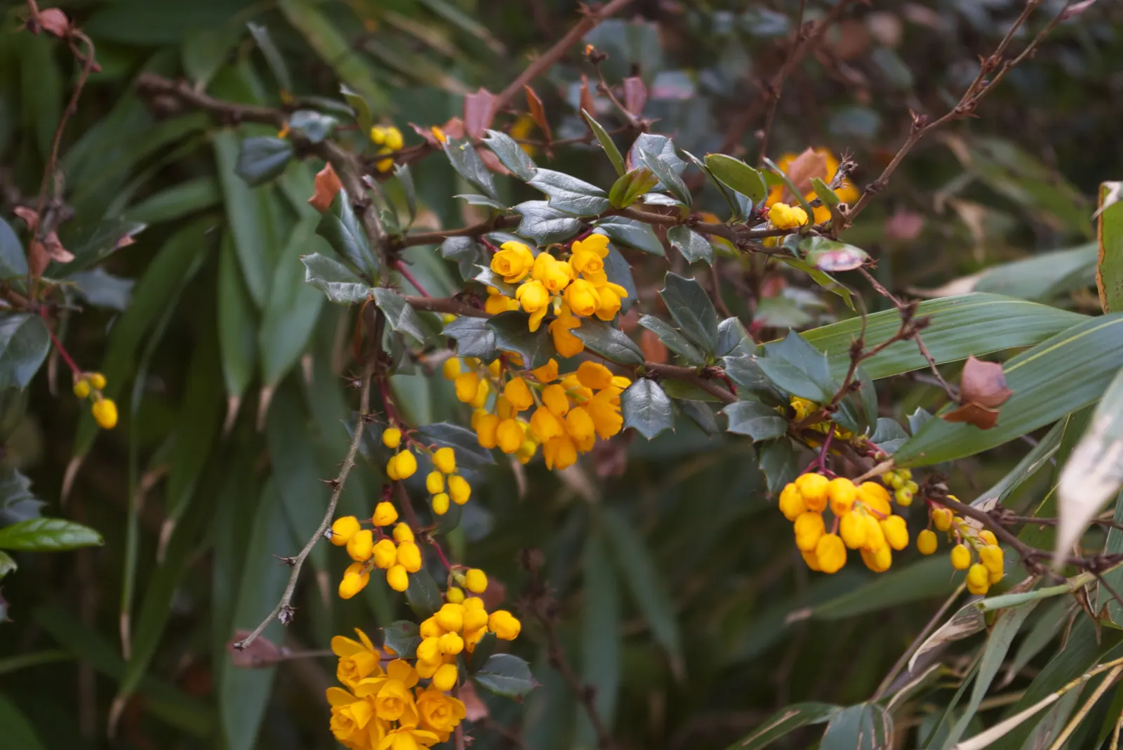 Darwin's Barberry (Berberis Darwinii) — including bees and butterflies; which provides excellent privacy