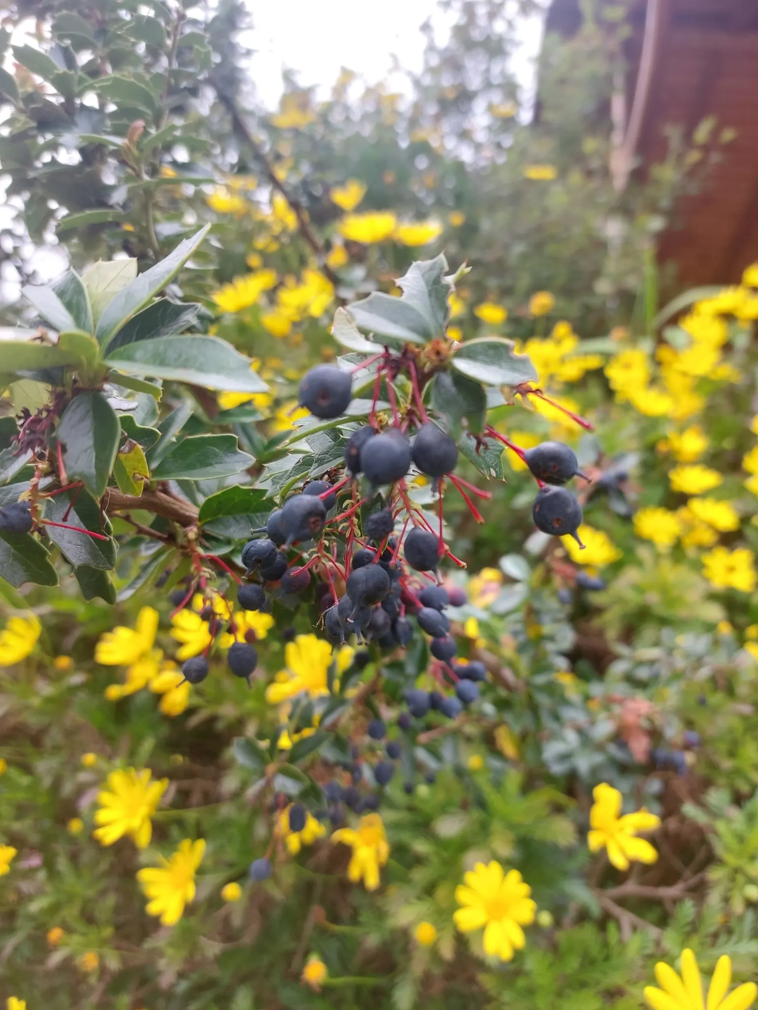 Darwin's Barberry (Berberis Darwinii) — When establishing in a design, ensure a spacing of roughly 4 to 5 feet to allow enough room for growth