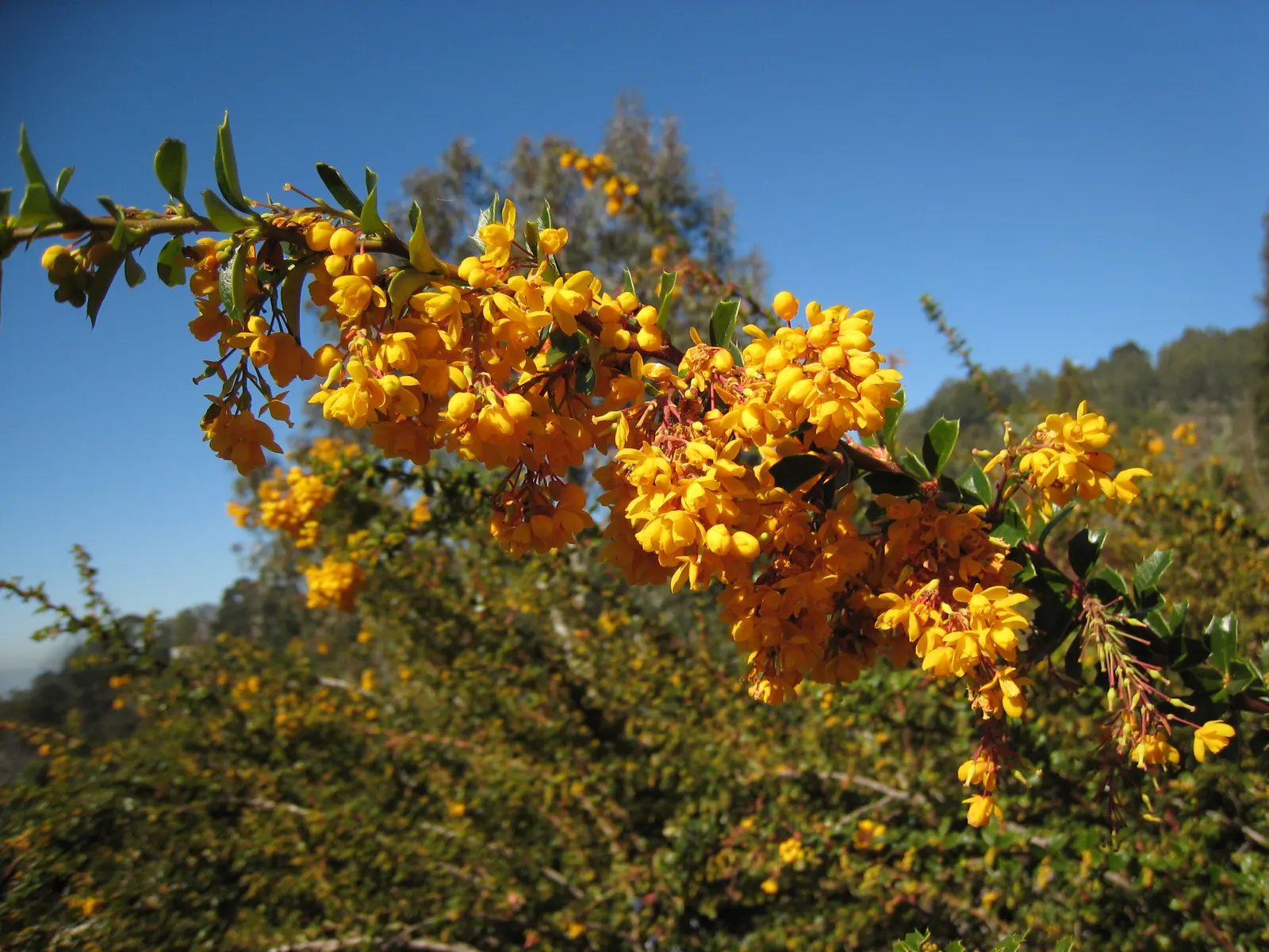 Darwin's Barberry (Berberis Darwinii) — the plant bears dark blue to purple berries