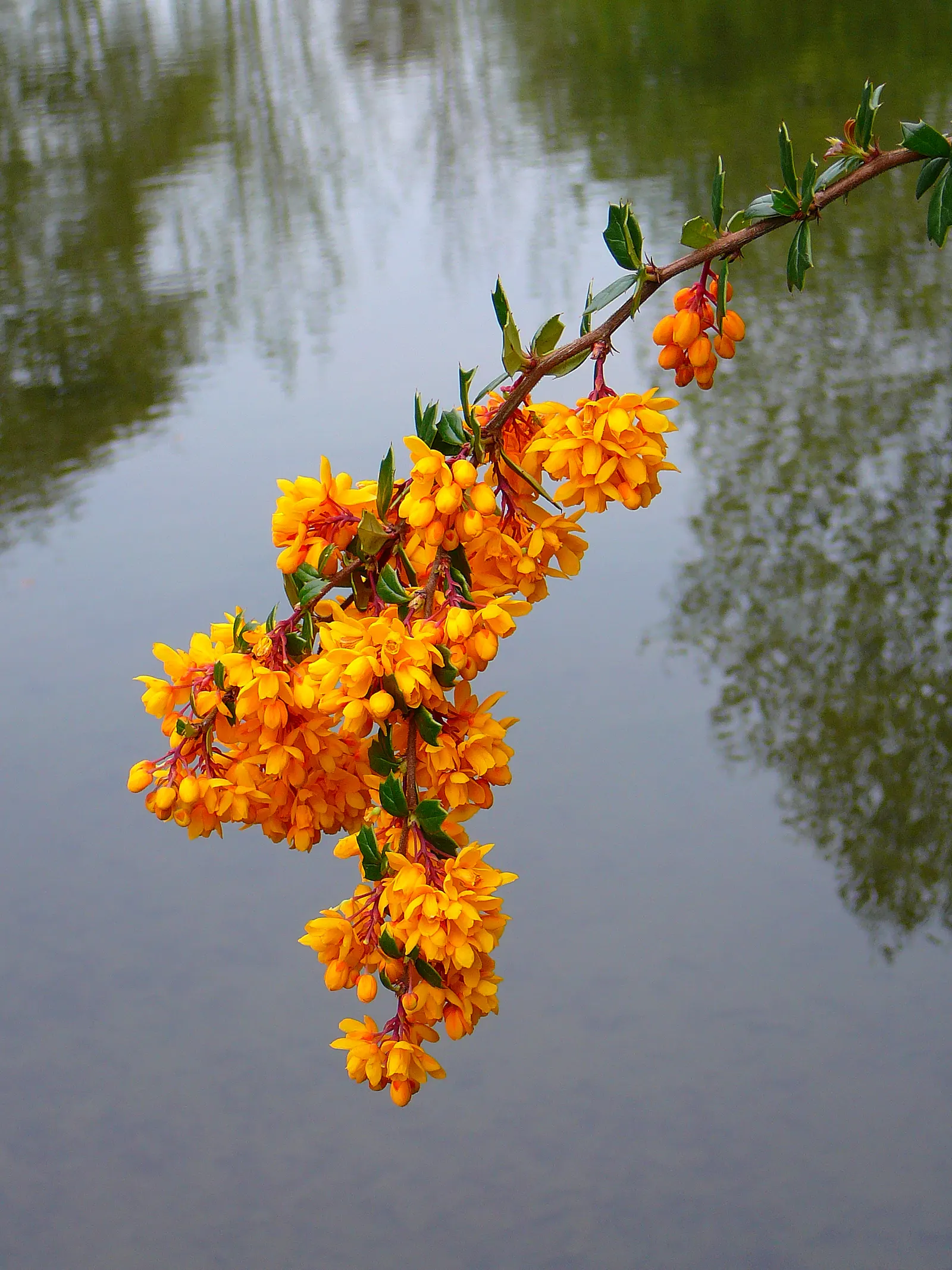 Darwin's Barberry (Berberis Darwinii) — the Berberis darwinii sports a dense; these nectar-rich blossoms are not only aesthetically pleasing but also attract a