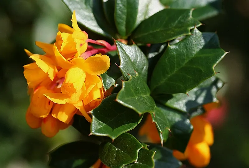Darwin's Barberry (Berberis Darwinii) — Thriving in USDA zones 7-9, it requires well-drained soil and full to partial sun exposure; darwin's, image 52