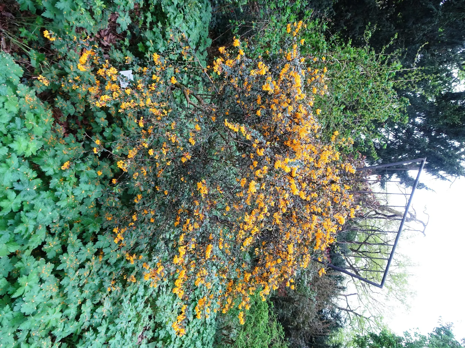 Darwin's Barberry (Berberis Darwinii) — shrub with orange blooms; the plant bears dark blue to purple berries