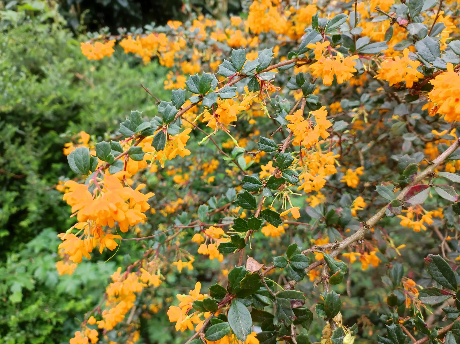 Darwin's Barberry (Berberis Darwinii) — When establishing in a design, ensure a spacing of roughly 4 to 5 feet to allow enough room for growth; offering