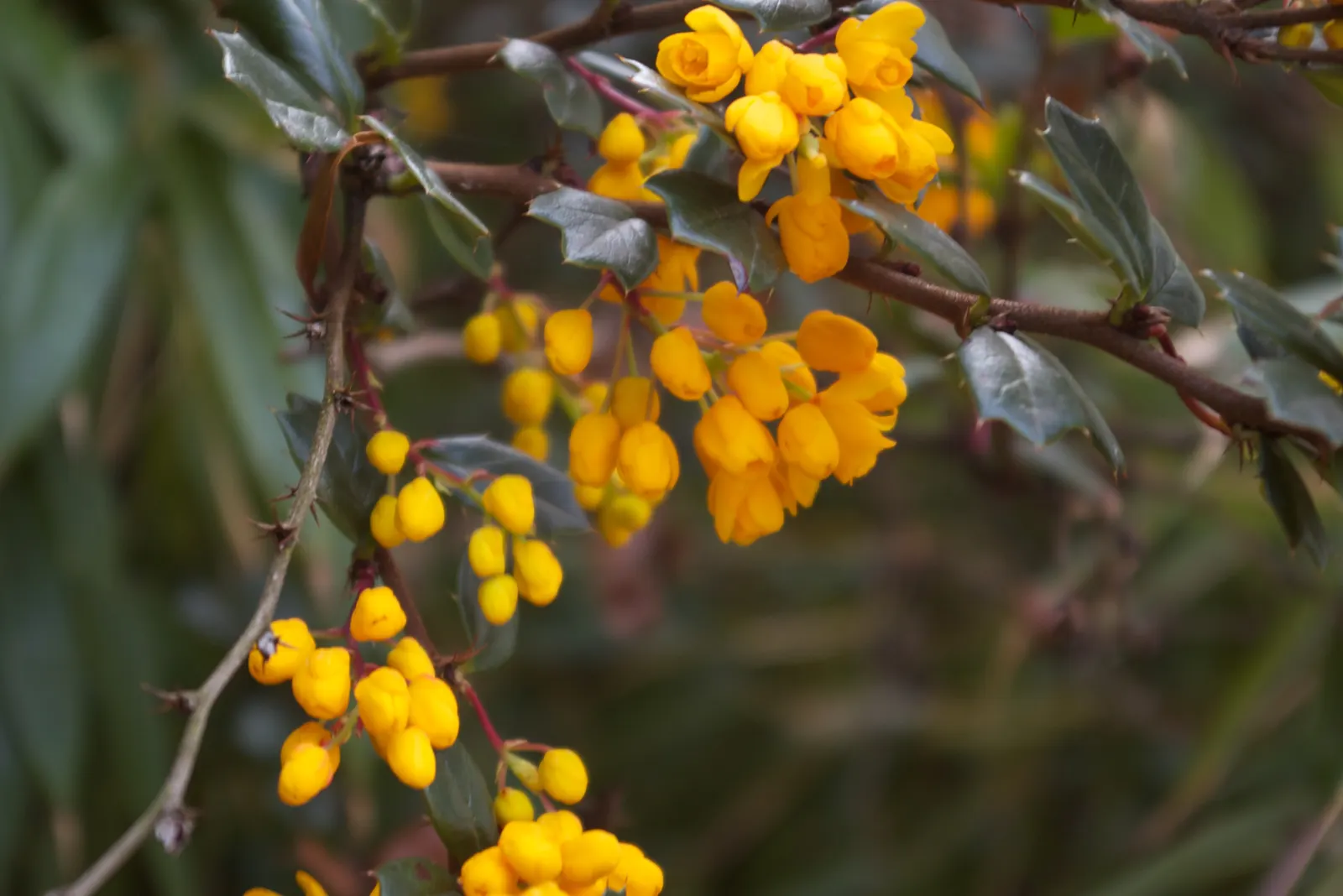 Darwin's Barberry (Berberis Darwinii) — notable for its holly-like leaves and profusion of orange-yellow flowers in spring; in spring, vibrant orange-yellow