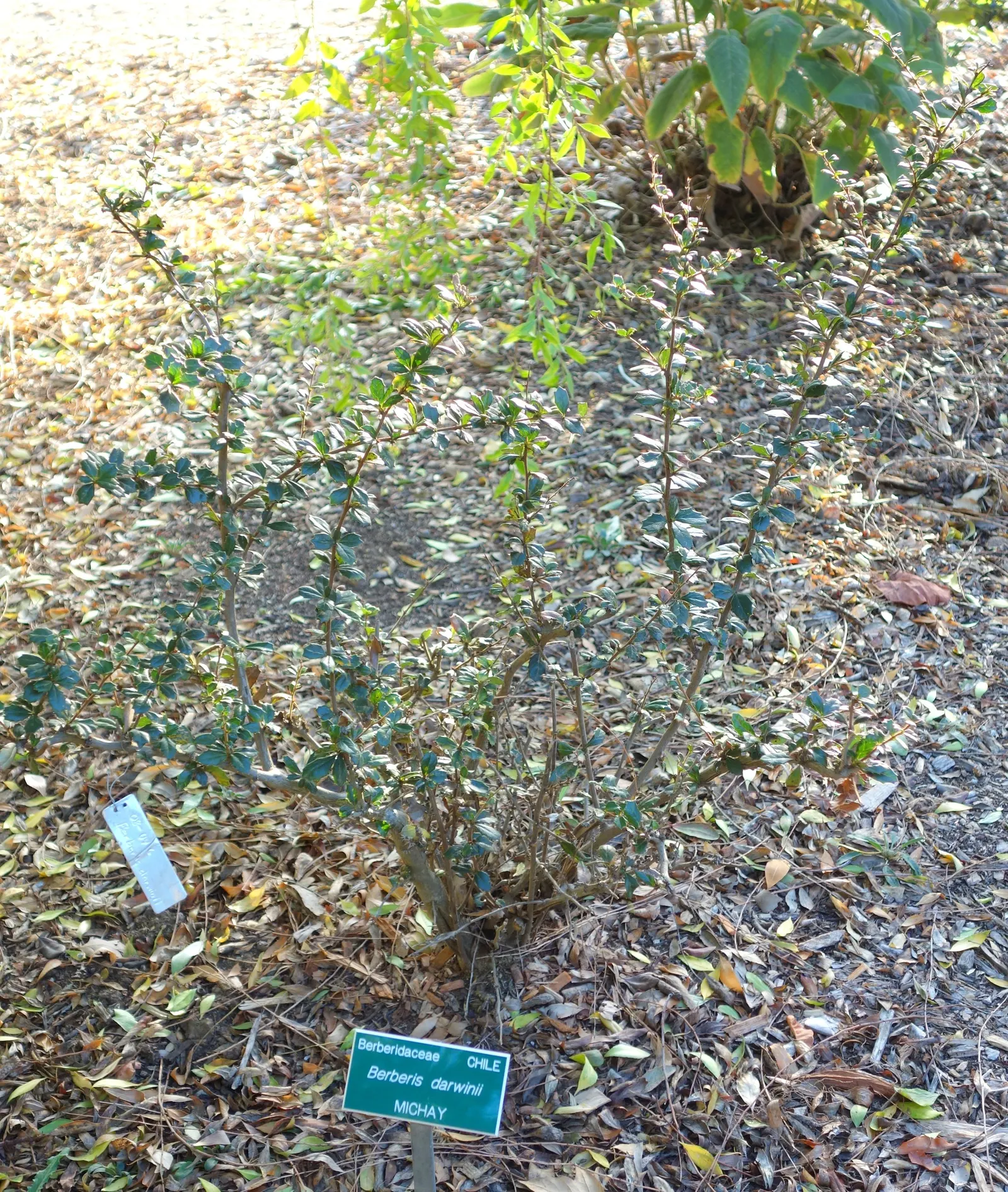 Darwin's Barberry (Berberis Darwinii) — This evergreen shrub originates from Chile and Argentina and is hardy in USDA zones 7 through 9; prized for its foliage