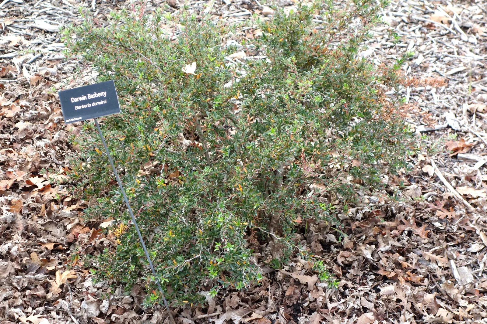 Darwin's Barberry (Berberis Darwinii) — it's an excellent choice for hedging or as a focal plant; berberis darwinii works exceptionally well as a, image 54