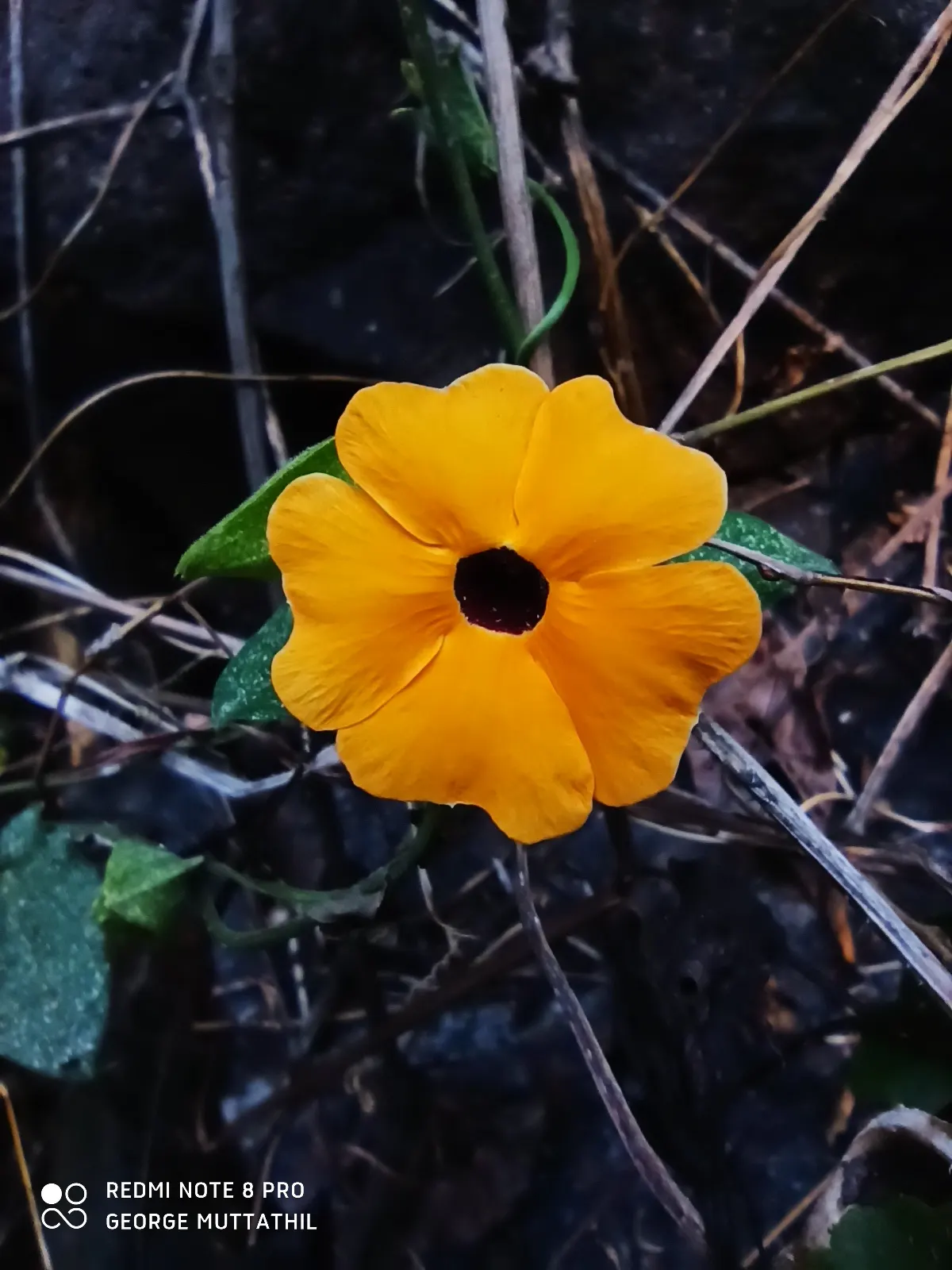 Black-Eyed Susan Vine (Thunbergia Alata) — Embrace the warm and inviting charm of the Black-Eyed Susan Vine