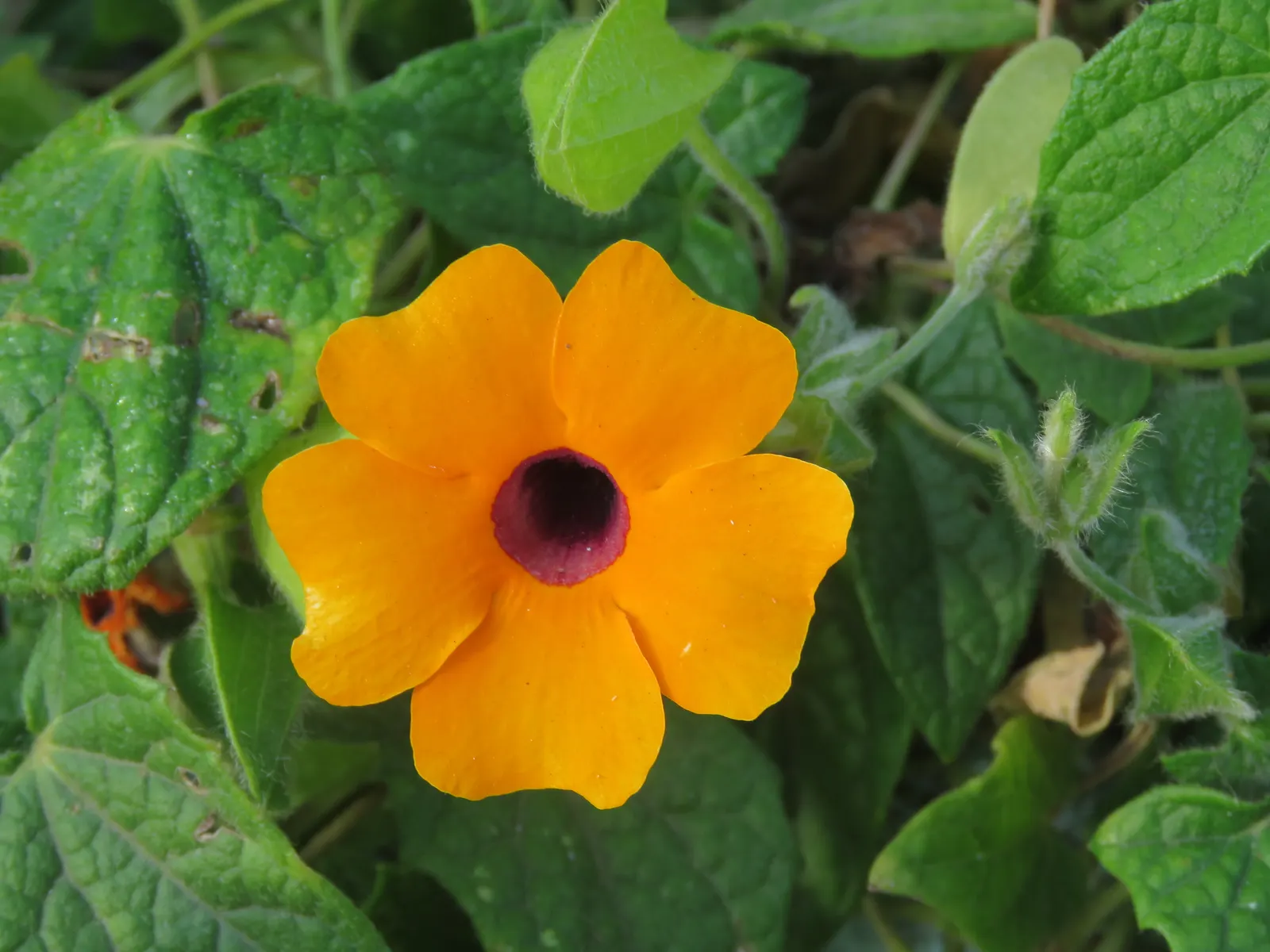 Black-Eyed Susan Vine (Thunbergia Alata) — It‚Äôs a charming addition for vertical interest in any garden