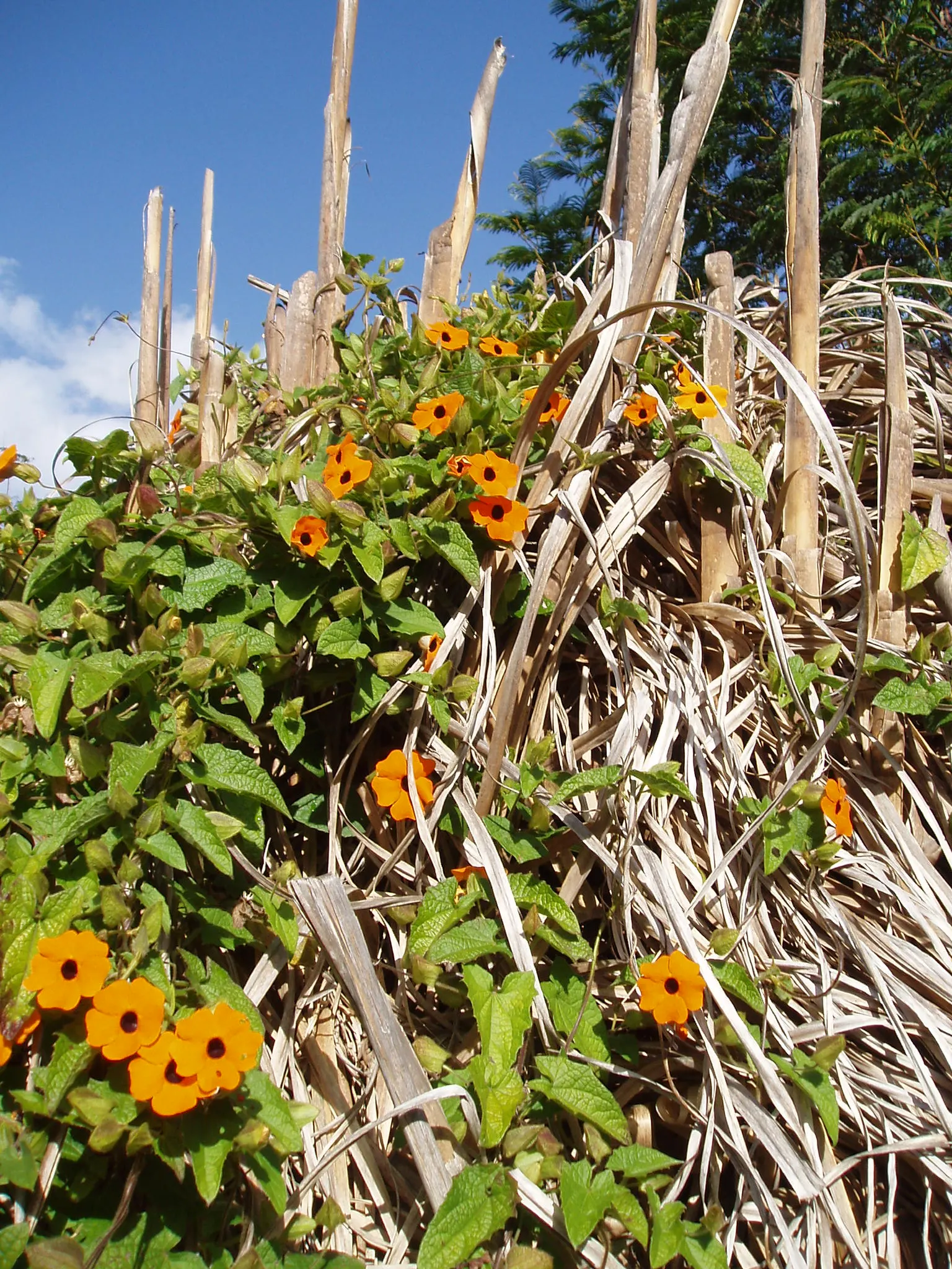 Black-Eyed Susan Vine (Thunbergia Alata) — It blooms abundantly from early summer to fall, attracting pollinators while providing a vibrant display