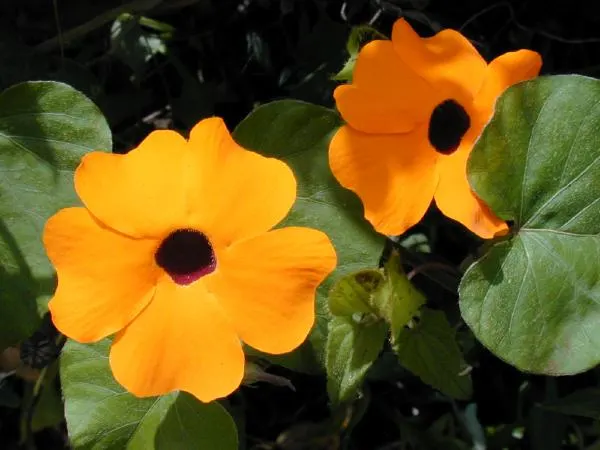 Black-Eyed Susan Vine (Thunbergia Alata) — ideal for trellises or hanging baskets