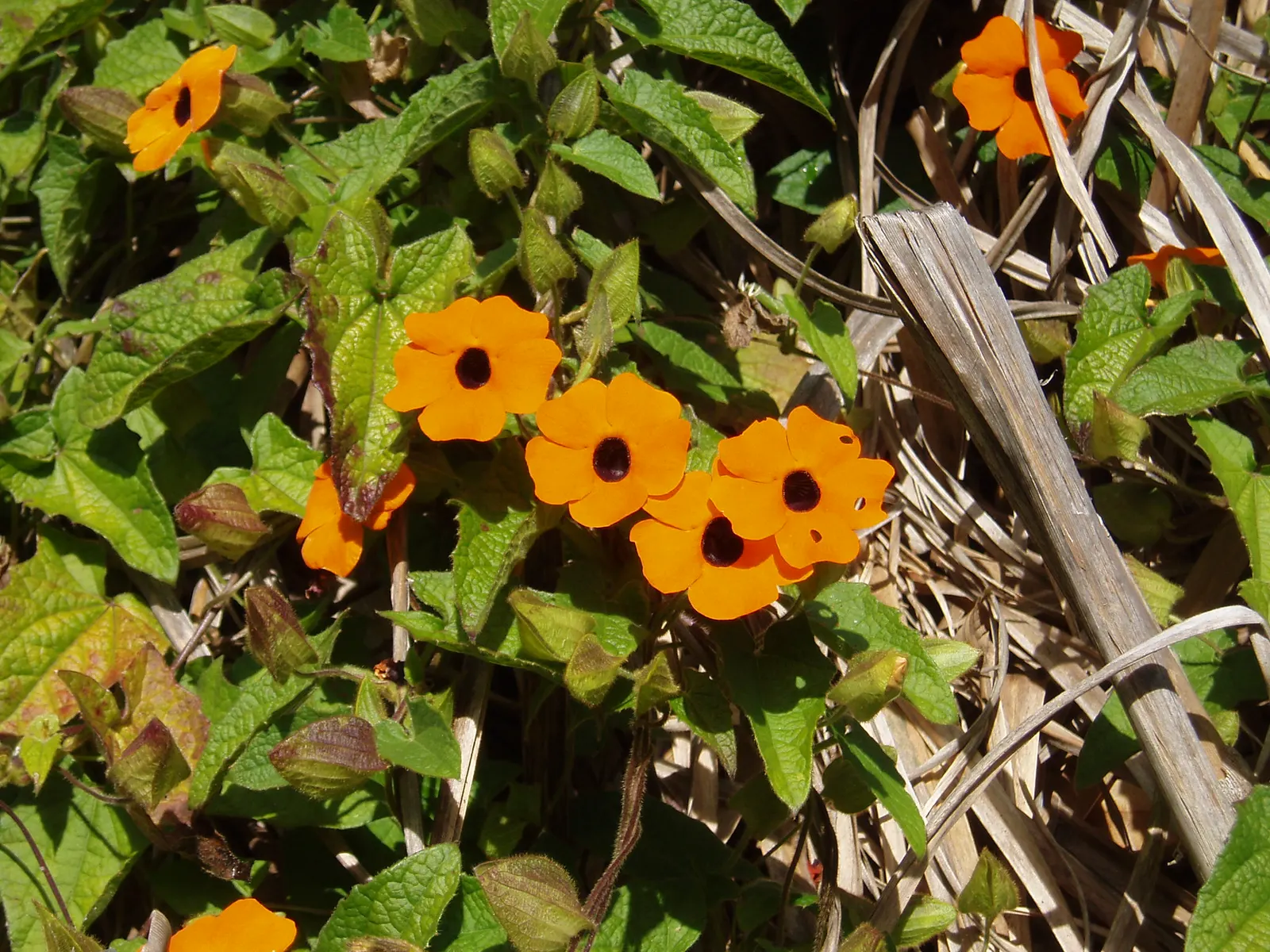 Black-Eyed Susan Vine (Thunbergia Alata) — this fast-growing vine thrives in full sun to partial shade and well-drained soil