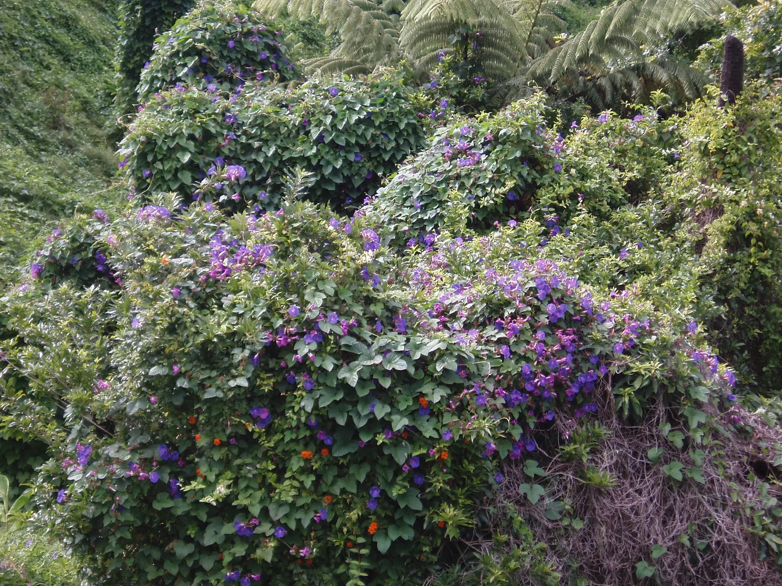 Black-Eyed Susan Vine (Thunbergia Alata) — is a perennial climber that can reach 5-8 feet