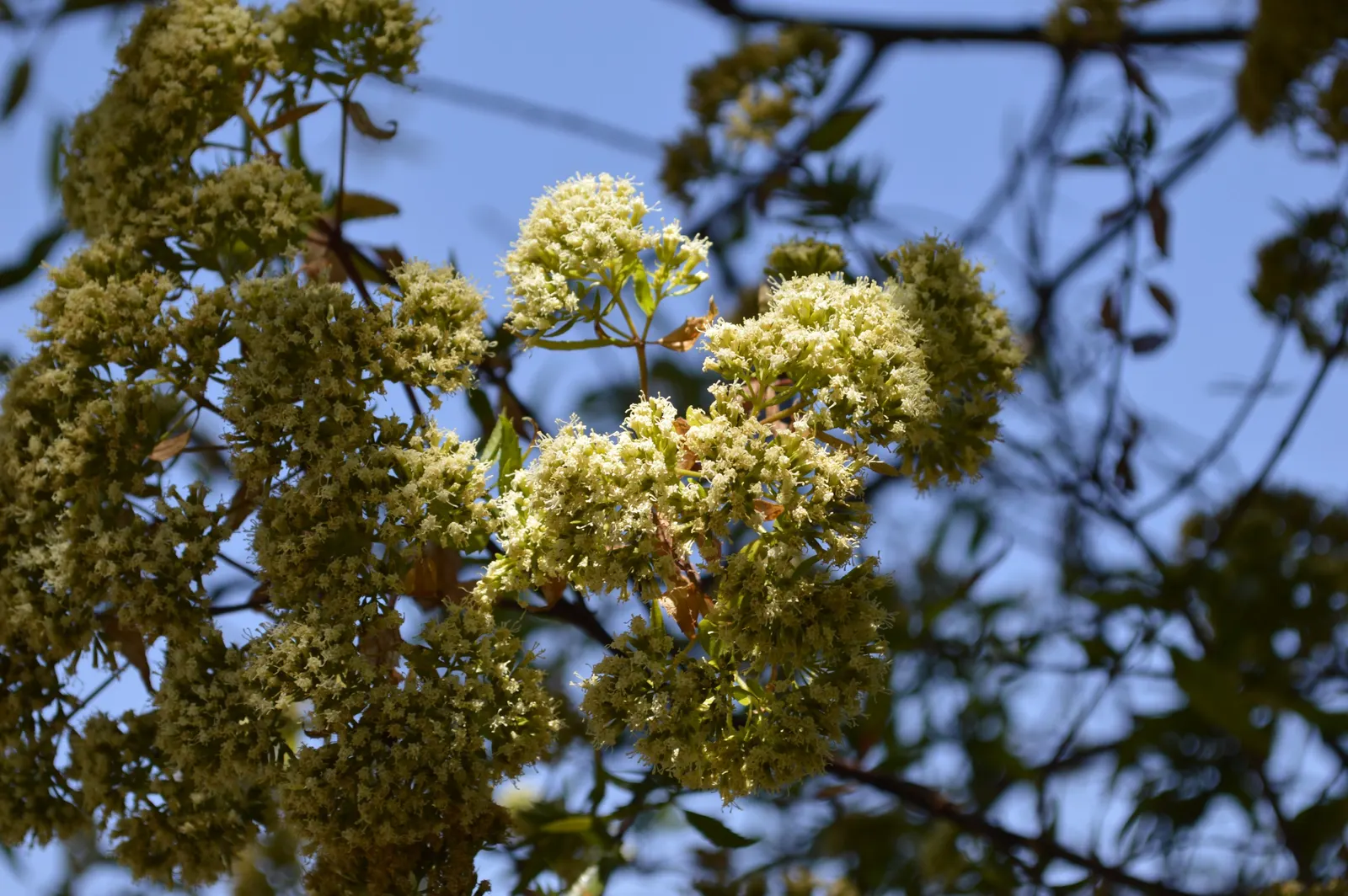 Mule-Fat, Water-Wally, Water Willow (Baccharis Salicifolia) — Its willow-like leaves and fluffy white seed clusters add a soft texture to landscapes; commonly