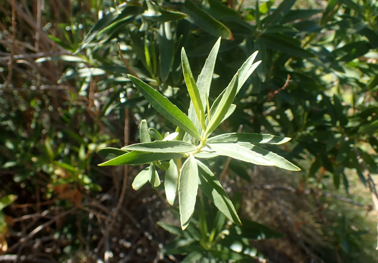 Mule-Fat, Water-Wally, Water Willow (Baccharis Salicifolia) — commonly known as Mule-Fat; this plant prefers full sun