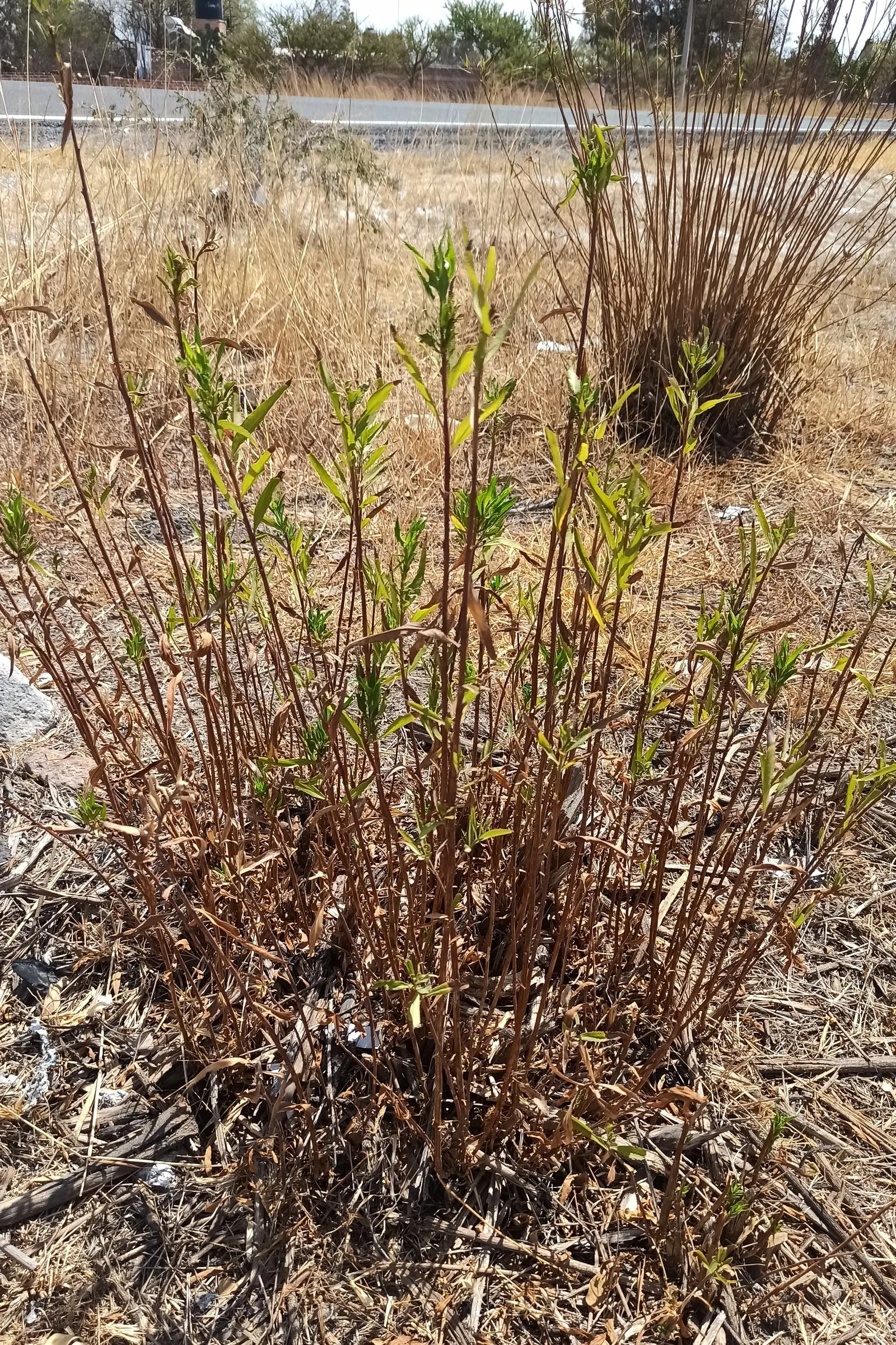 Mule-Fat, Water-Wally, Water Willow (Baccharis Salicifolia) — shrub for full or half