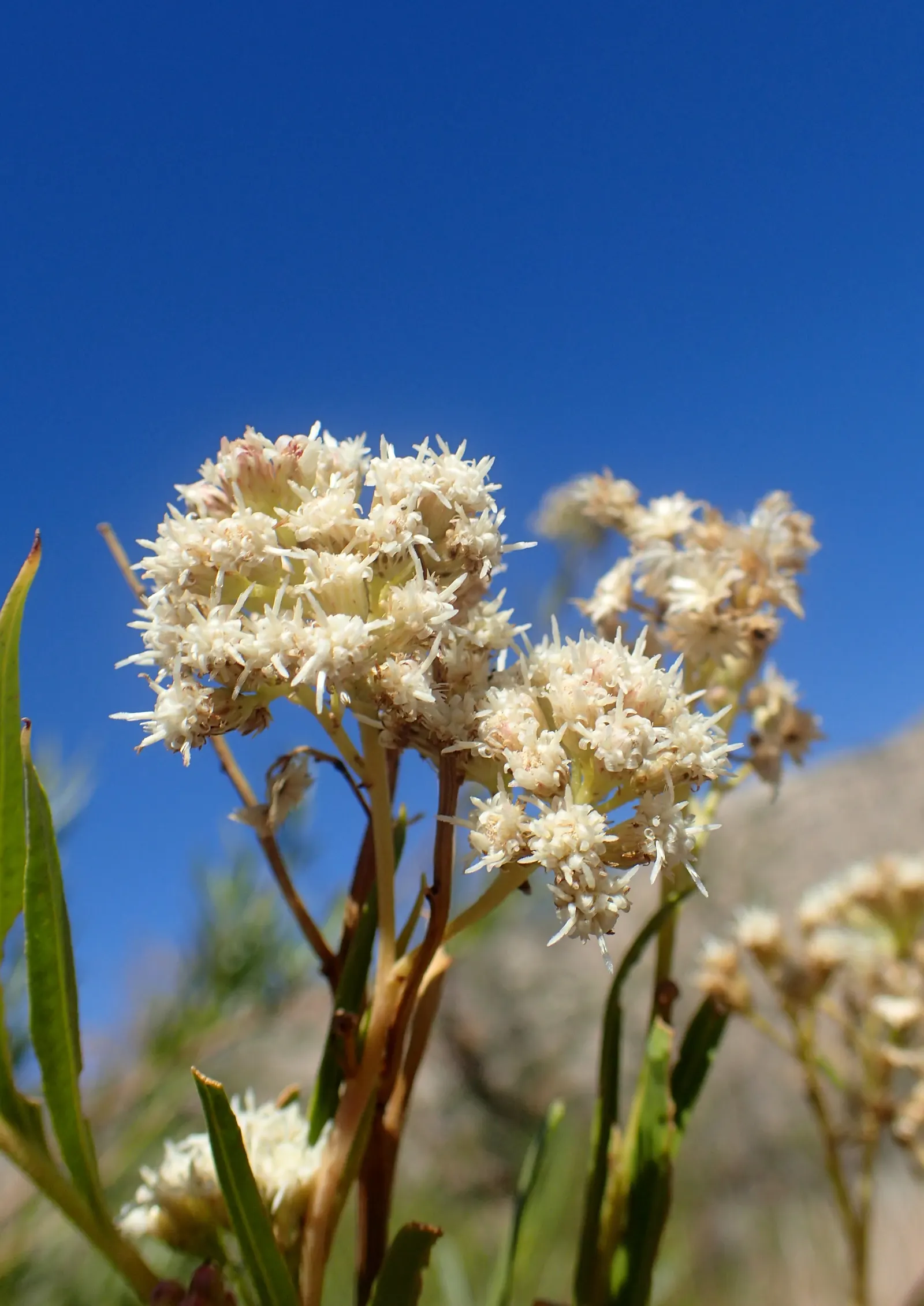 Mule-Fat, Water-Wally, Water Willow (Baccharis Salicifolia) — well-draining loams to heavier clay soils