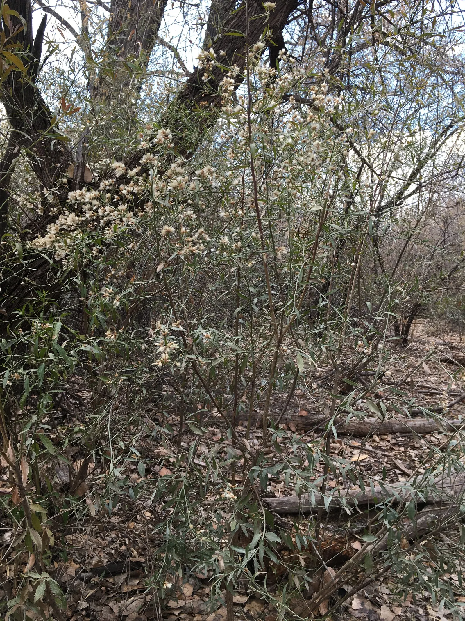 Mule-Fat, Water-Wally, Water Willow (Baccharis Salicifolia) — which are essential for a biodiverse garden
