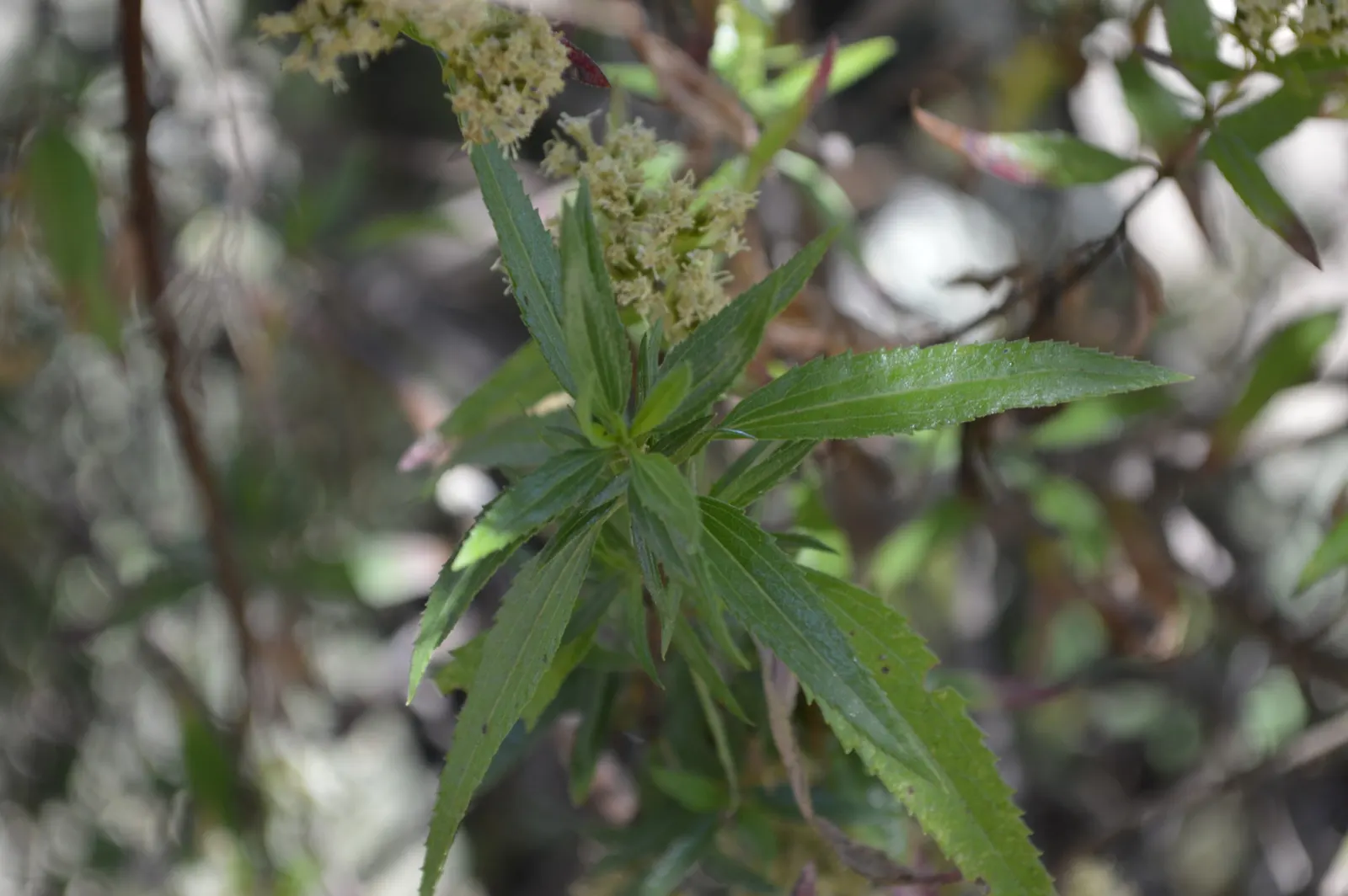 Mule-Fat, Water-Wally, Water Willow (Baccharis Salicifolia) — ensuring that it is given enough space to flourish without overshadowing other plantings