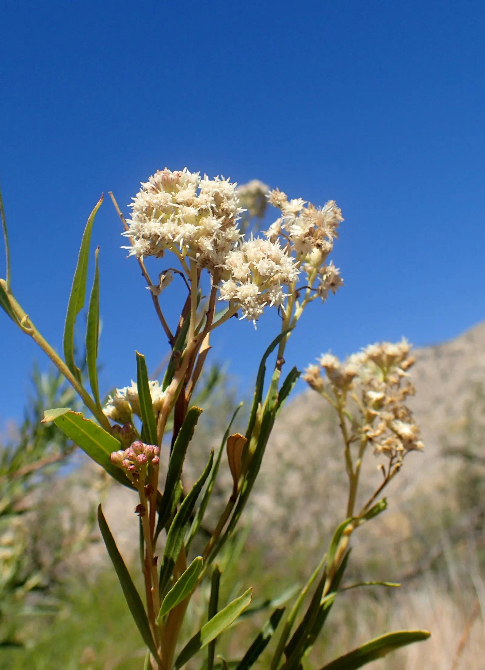 Mule-Fat, Water-Wally, Water Willow (Baccharis Salicifolia) — green hue that adds a lush appearance to any landscape.<br><br>An exceptionally hardy shrub
