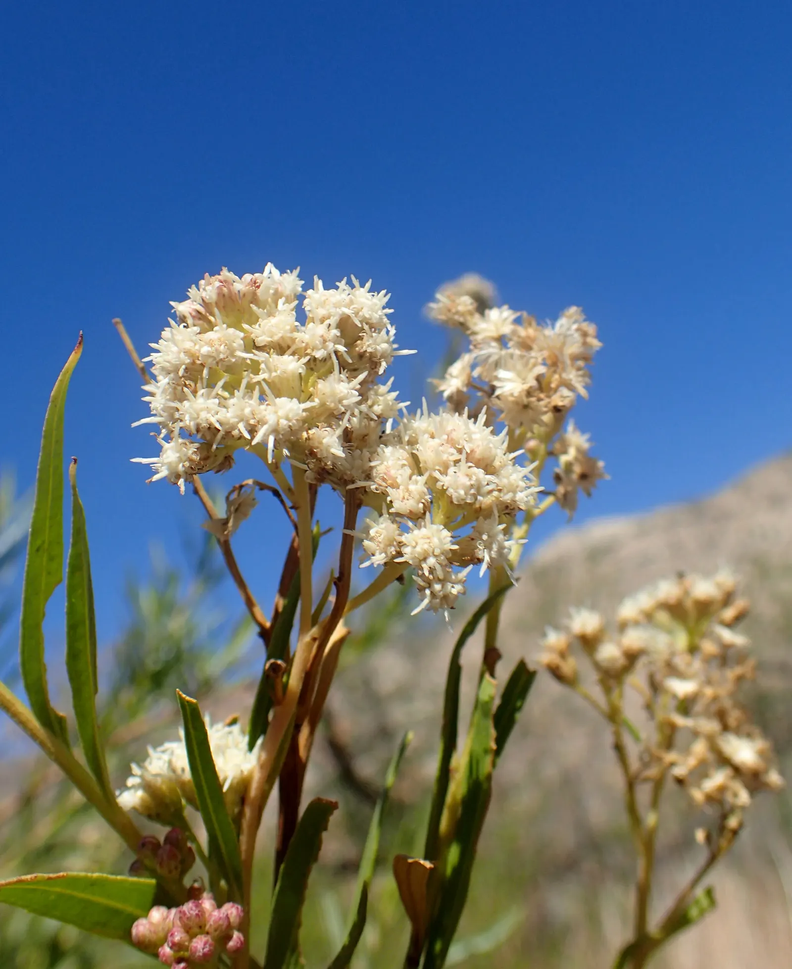 Mule-Fat, Water-Wally, Water Willow (Baccharis Salicifolia) — and requires minimal water once established