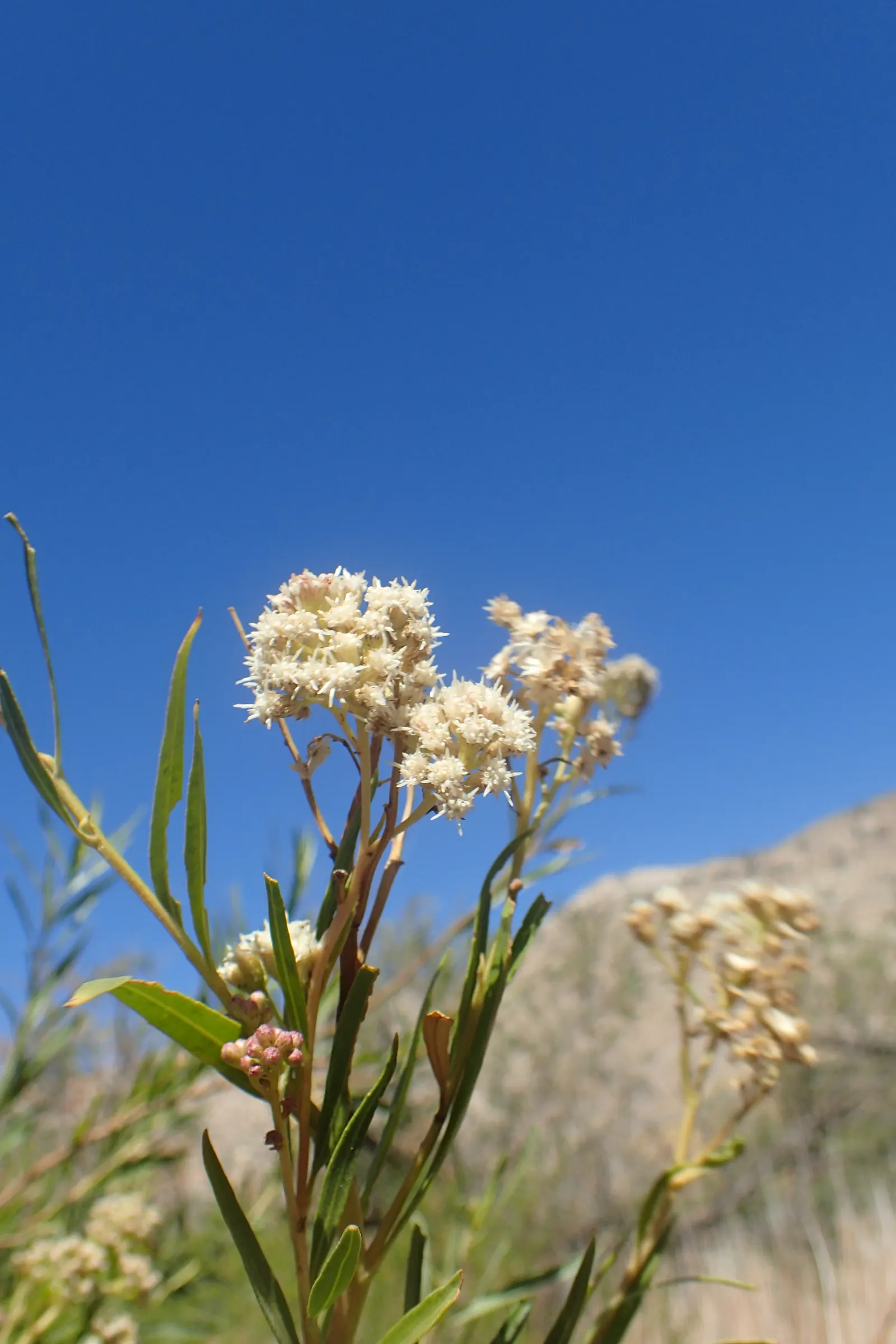 Mule-Fat, Water-Wally, Water Willow (Baccharis Salicifolia) — This deciduous plant typically grows to a height of 4 to 12 feet with a similar spread