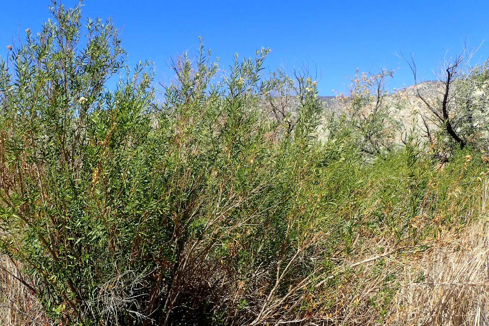 Mule-Fat, Water-Wally, Water Willow (Baccharis Salicifolia) — and requires minimal water once established; well-draining loams to heavier clay soils