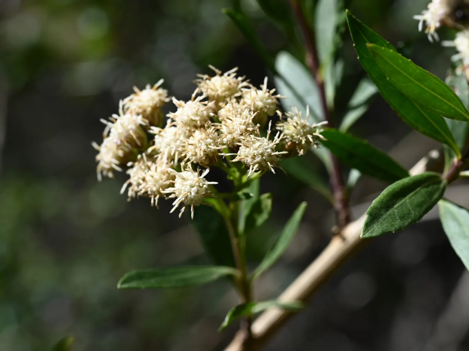 Mule-Fat, Water-Wally, Water Willow (Baccharis Salicifolia) — commonly known as Mule-Fat or Water Wally; its willow-like leaves and fluffy white seed clusters