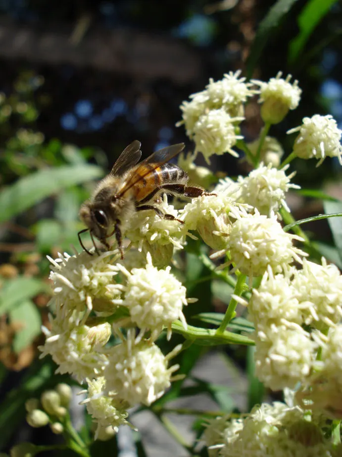 Mule-Fat, Water-Wally, Water Willow (Baccharis Salicifolia) — The plant is drought-tolerant once established